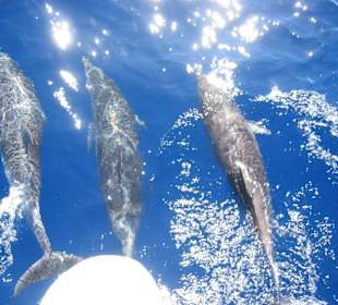 Delfinbeobachtung auf der "Santa Maria"