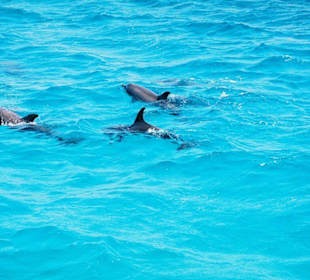 Ein paar Wegbegleiter