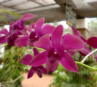 1 von 300 Orchideenarten