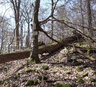 Geologischer Lehrpfad Kirnbachtal