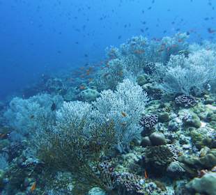 Vaageli Bodu Faru Nord