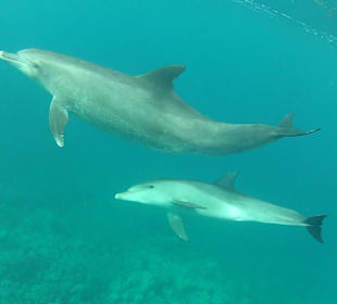 Delfinschwimmen mit Mogli.