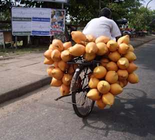 Abtransport der Kokusnüsse