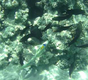 Fische im Riff
