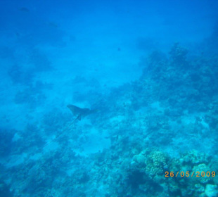 Rafa przy plaży na Hadabie