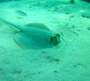 Schnorcheln Marsa Alam