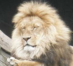 Der König der Löwen