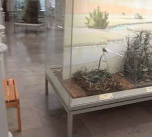 Staatliches Naturkunde Museum