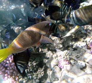 Unterwasser am Hausriff