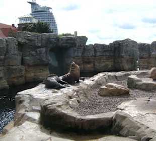 Seerobben - im Hintergrund Hotel am Hafen