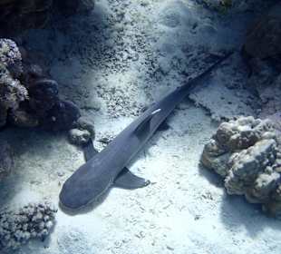 Weißspitzen Riffhai