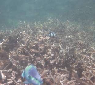 Fische Blue Bay
