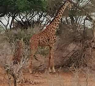 Shimba Hills National Reserve