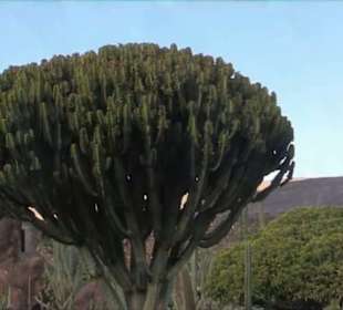 Jardín de Cactus