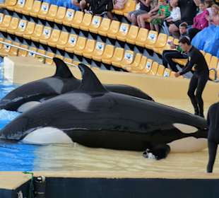 Orca Ocean Show