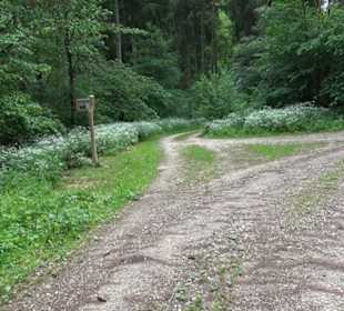 Premiumwanderweg "hochgehackert"