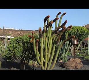 Kakteen so weit man sehen kann