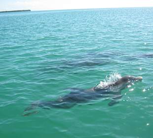 Delfine in Sian Kaan