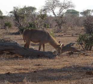 Geführte Touren Aqua Paradise Safaris