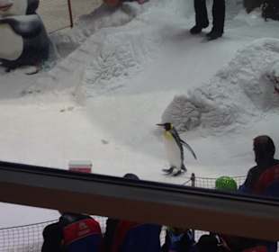 Stadtrundfahrt Dubai