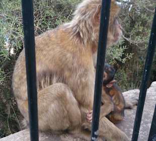 Gibraltar - enklawa brytyjska