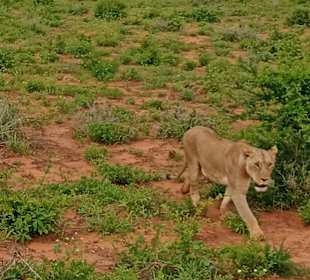 Die Löwin hat uns wohl zum Fressen gern?