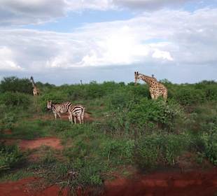 Bei de Ngulia Safari Lodge