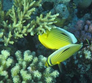 Hausriff Arabia Azur Resort