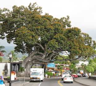 Strassenzene Kona