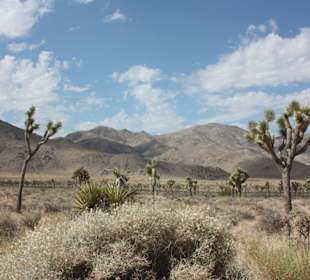 Nationalpark Joshua Tree