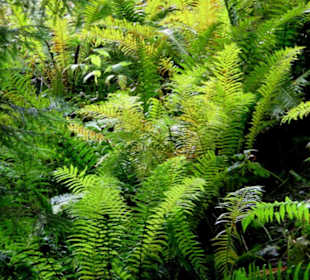 Farne gedeien gut in der feuchten Luft