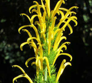 Zarte Blütenblätter