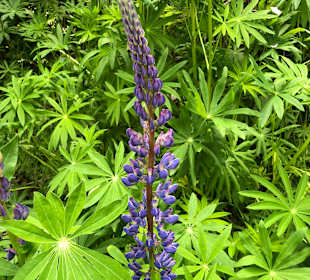 Wandern Turracher Höhe