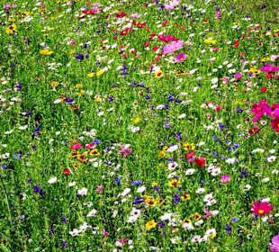 Blumenwiesen am Echternacher See