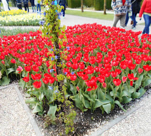 Blumenpracht im Keukenhof