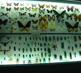 Butterfly Farm