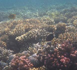 Schnorcheln im Hausriff