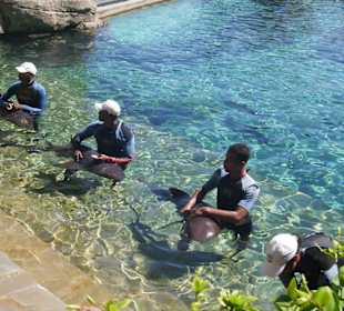 Ocean World Shark Encounter