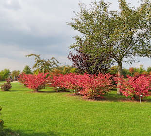 Geflügeltes Pfaffenhütchen. 