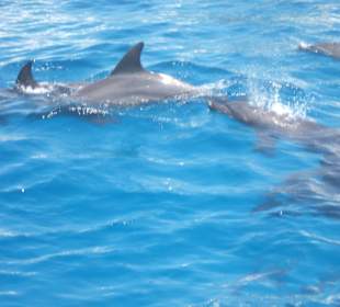 Schwimmen mit Delfinen