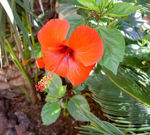 Loro Park - Pflanzen