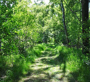 Wanderung durch das Tarmstedter Moor