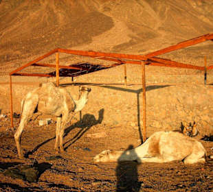 Siesta 