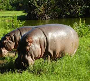 Hippos