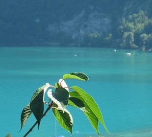 Blick auf den Attersee