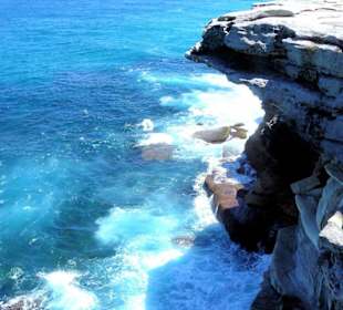 Bondi to Coogee Walk