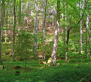 Der Therapeutische Wanderweg