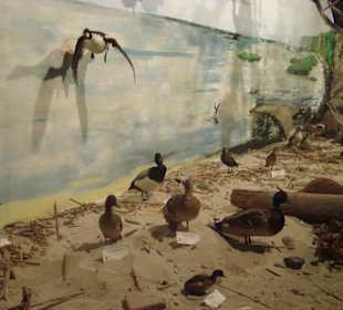 Muzeum figur zwierząt 