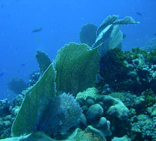 Unterwasserlandschaft vor Catalina