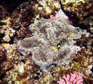 Teppichanemone Schnorcheln Gorgonia Beach